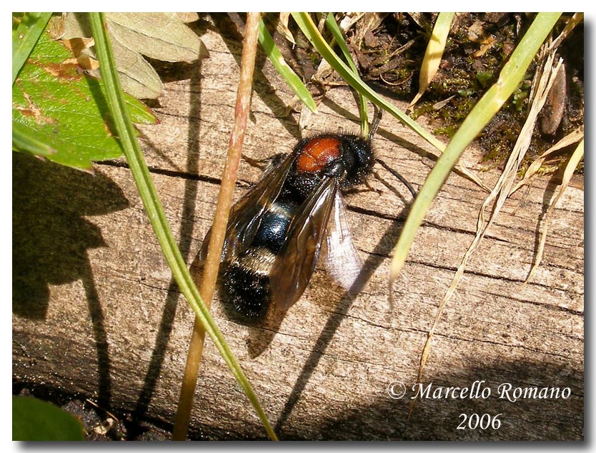 Insetti del Parco Adamello Brenta (TN): immagini e appunti